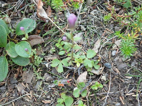 Image of Four-Part Dwarf-Gentian