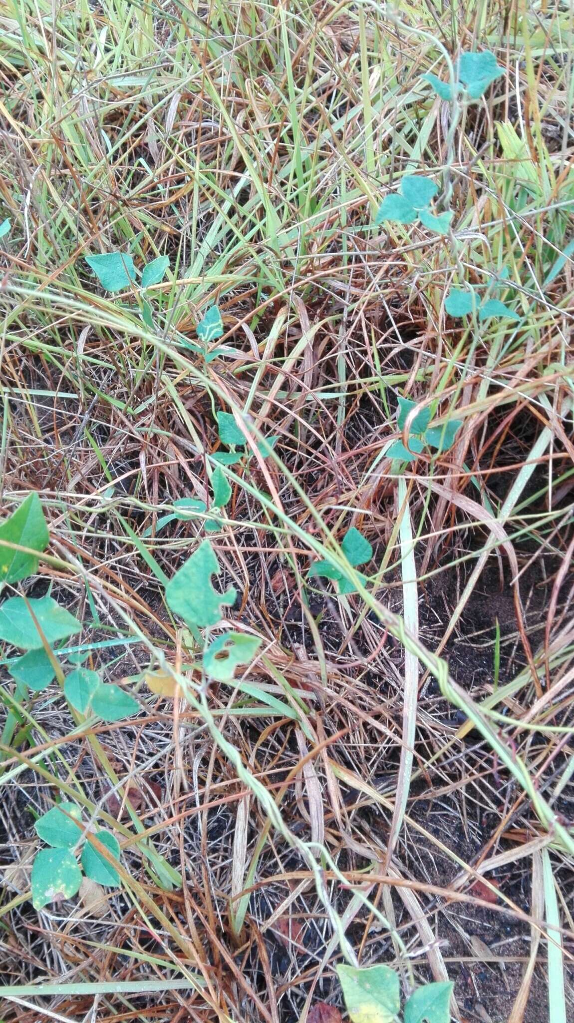 Image of Caribbean snoutbean