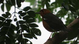 Image of Orange-headed Thrush