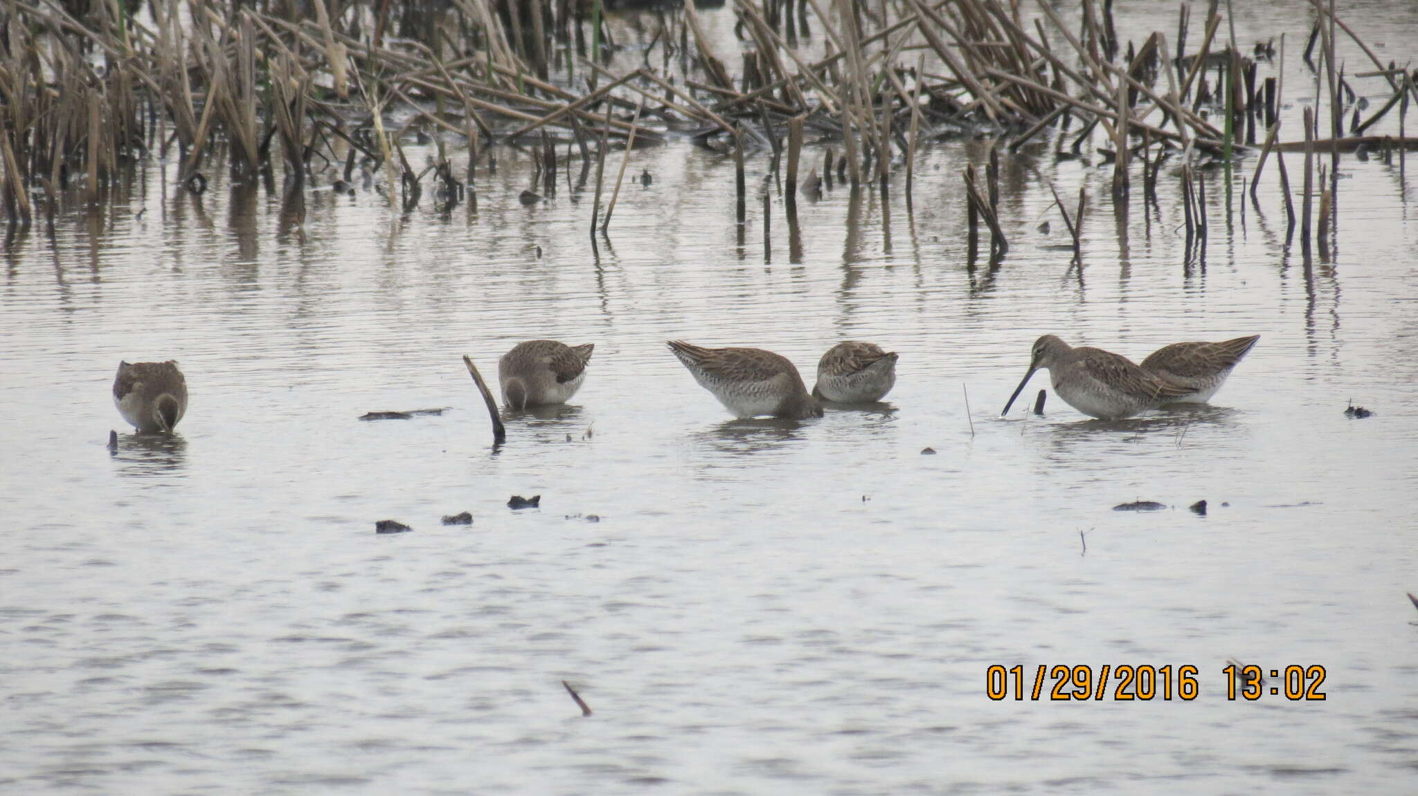 Image of Dowitcher