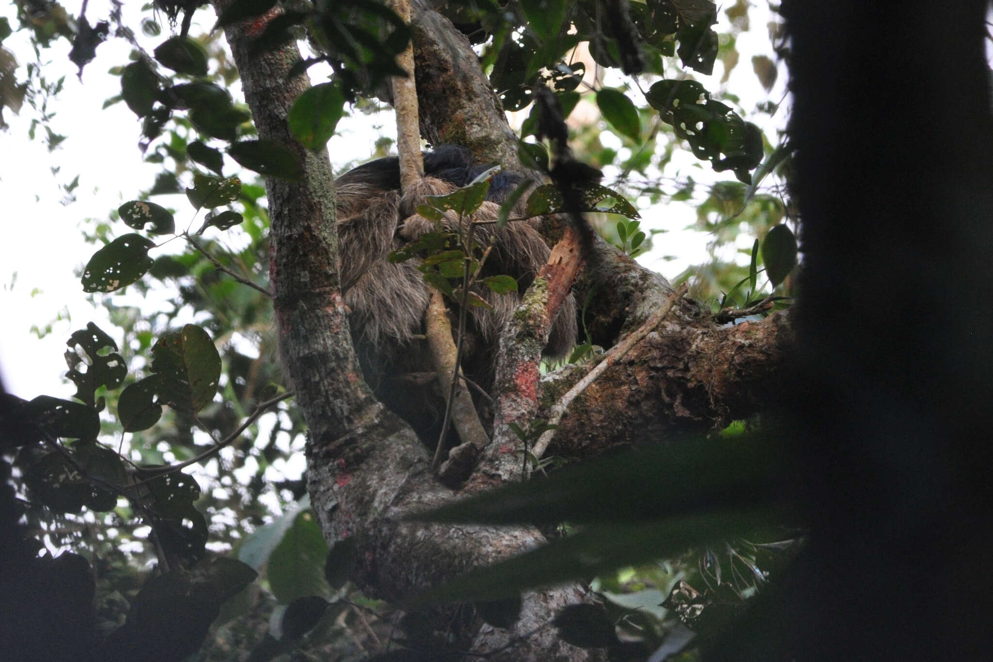 Image of Maned sloth