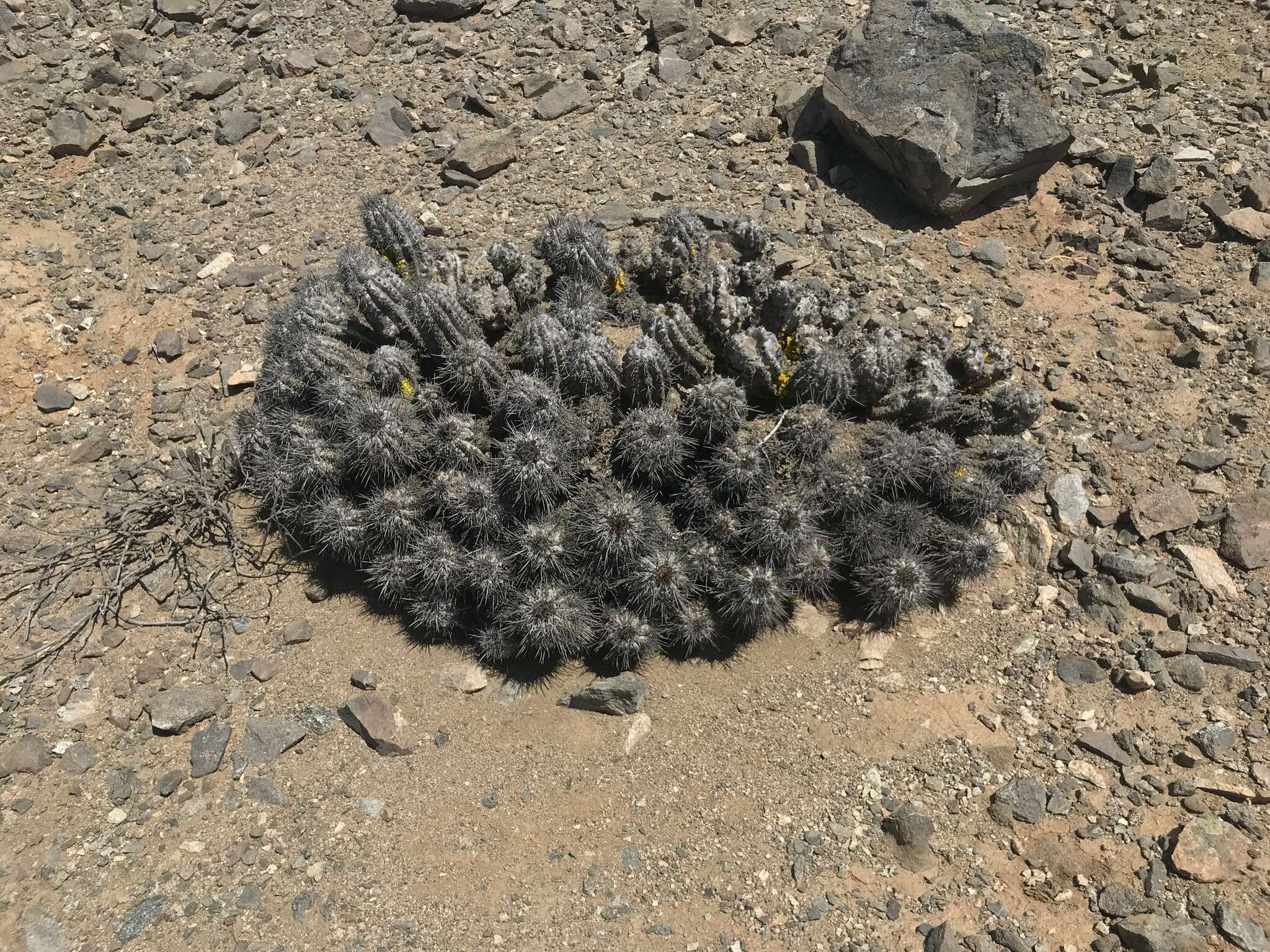 Imagem de Copiapoa calderiana subsp. atacamensis (Middled.) Mottram