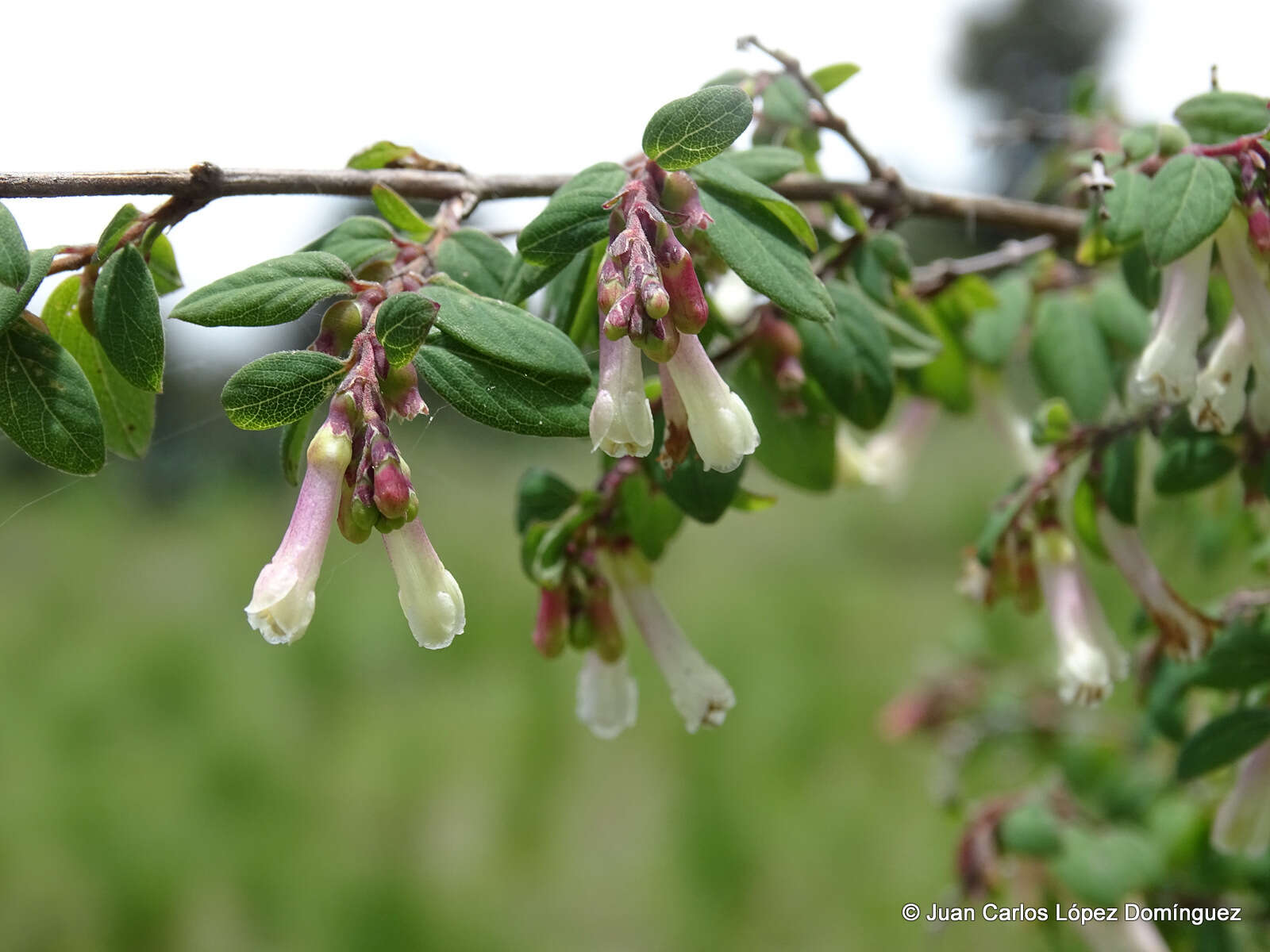 Image of pink snowberry