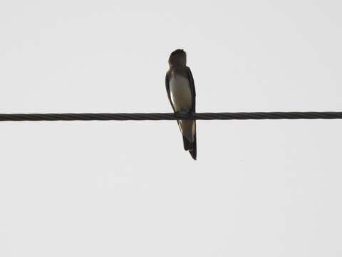 Image of Grey-throated Martin