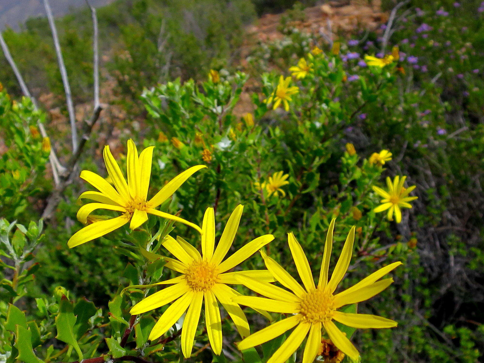 Image of Osteospermum moniliferum subsp. pisiferum (L.) J. C. Manning & Goldblatt