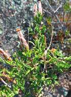 Image of Pteronia hutchinsoniana Compton