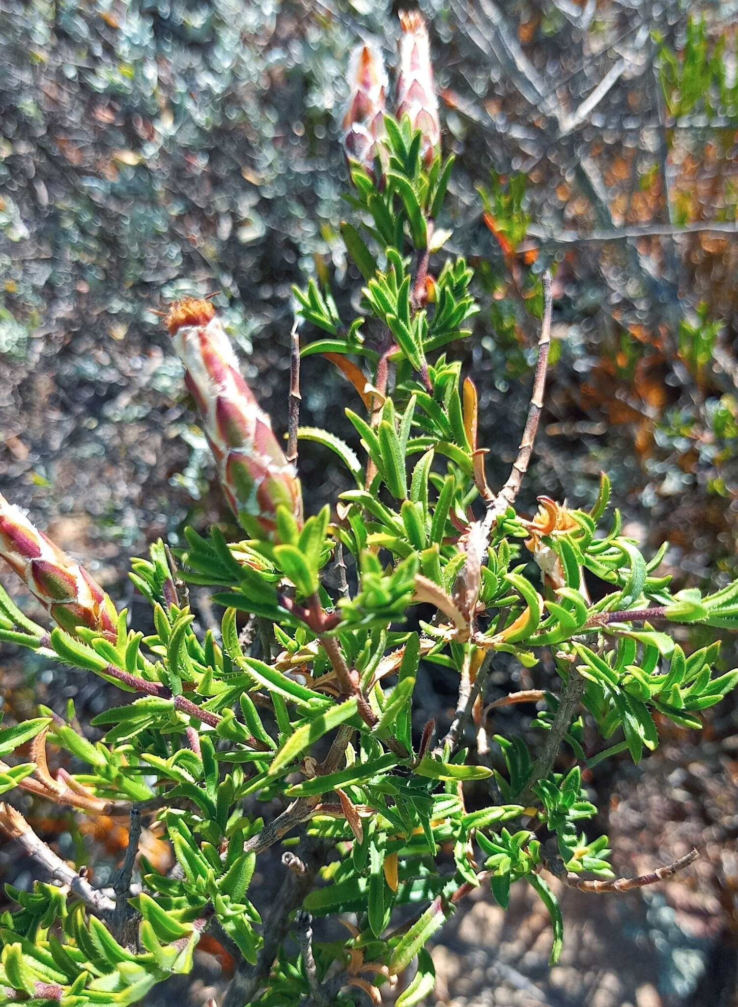 Image of Pteronia hutchinsoniana Compton