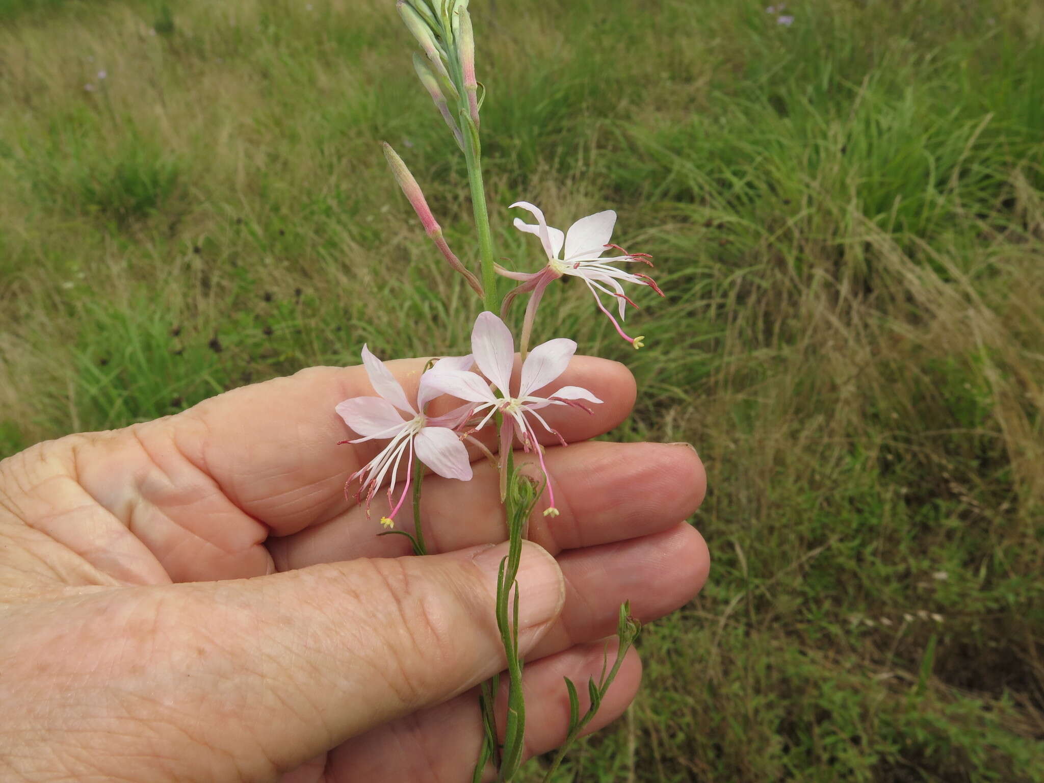 Imagem de Oenothera demareei (P. H. Raven & D. P. Greg.) W. L. Wagner & Hoch