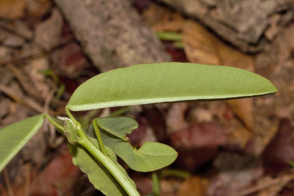 Image of Euphorbia benthamii Hiern
