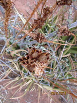 Image of Malapati aloe