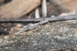 Image of Peters' Lava Lizard