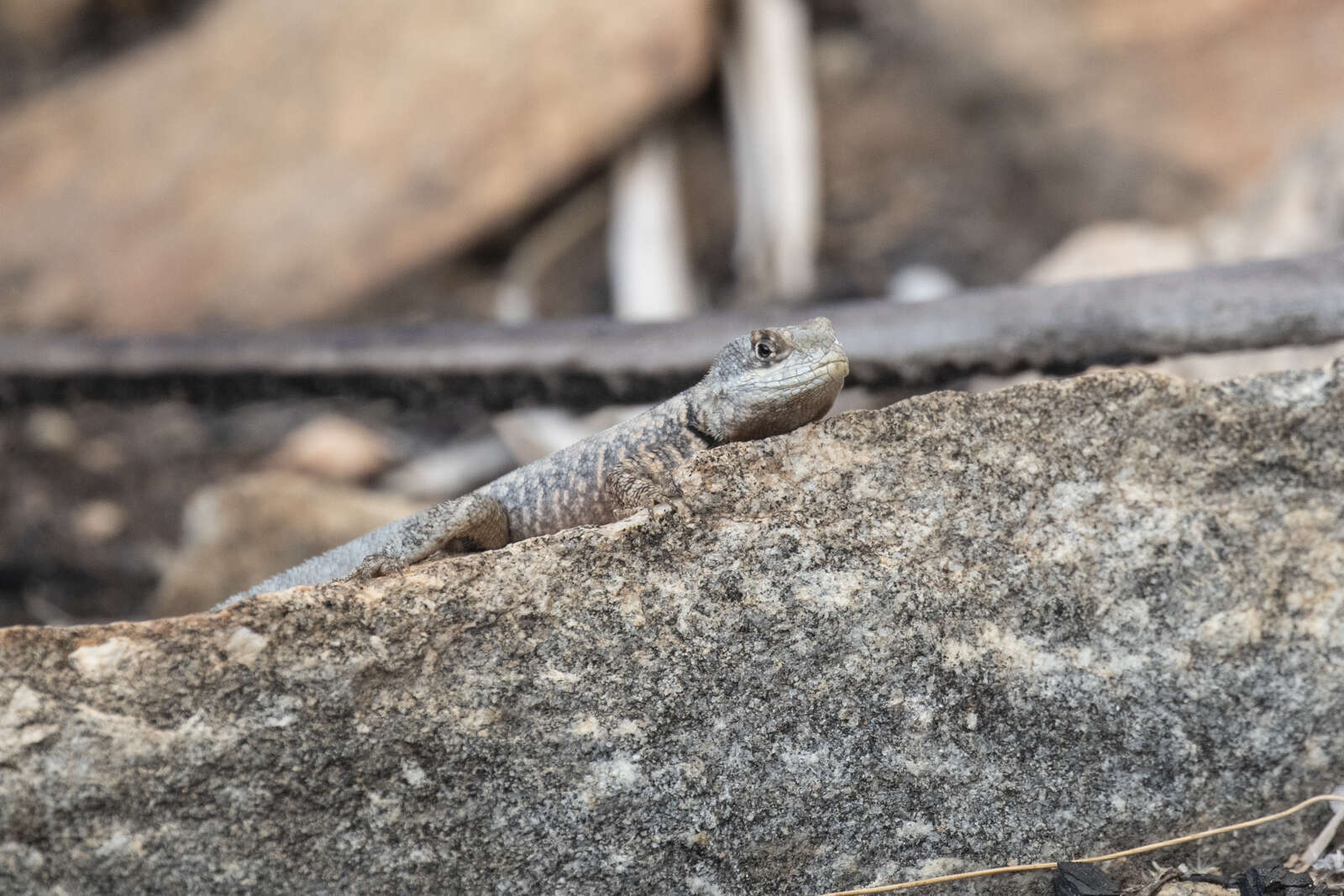 Image of Peters' Lava Lizard