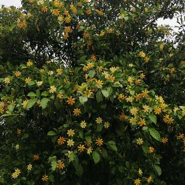 Sivun Gardenia tubifera Wall. ex Roxb. kuva