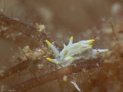 Image of Okenia picoensis Paz-Sedano, Ortigosa & Pola 2017