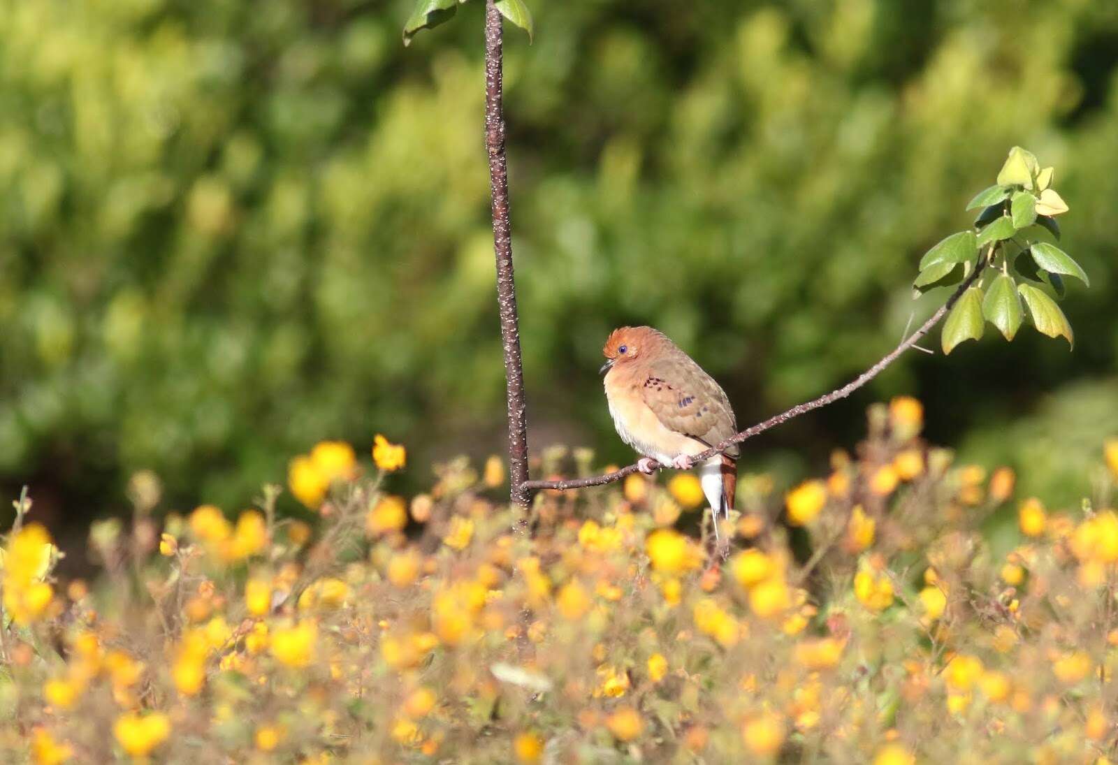 صورة Columbina cyanopis (Pelzeln 1870)