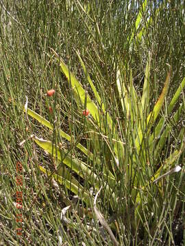 Image of Ephedra americana Humb. & Bonpl. ex Willd.