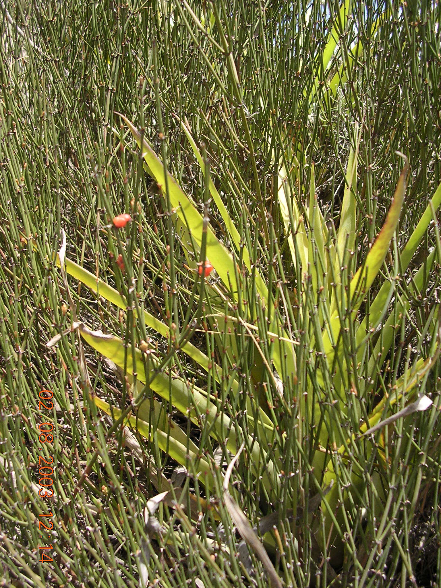 Image of Ephedra americana Humb. & Bonpl. ex Willd.