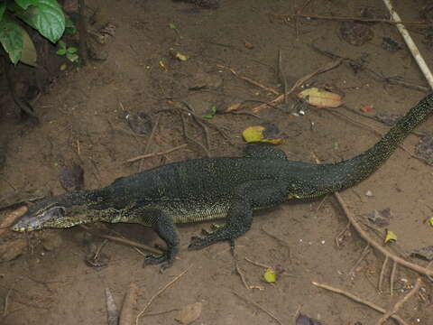 Image of Common Water Monitor