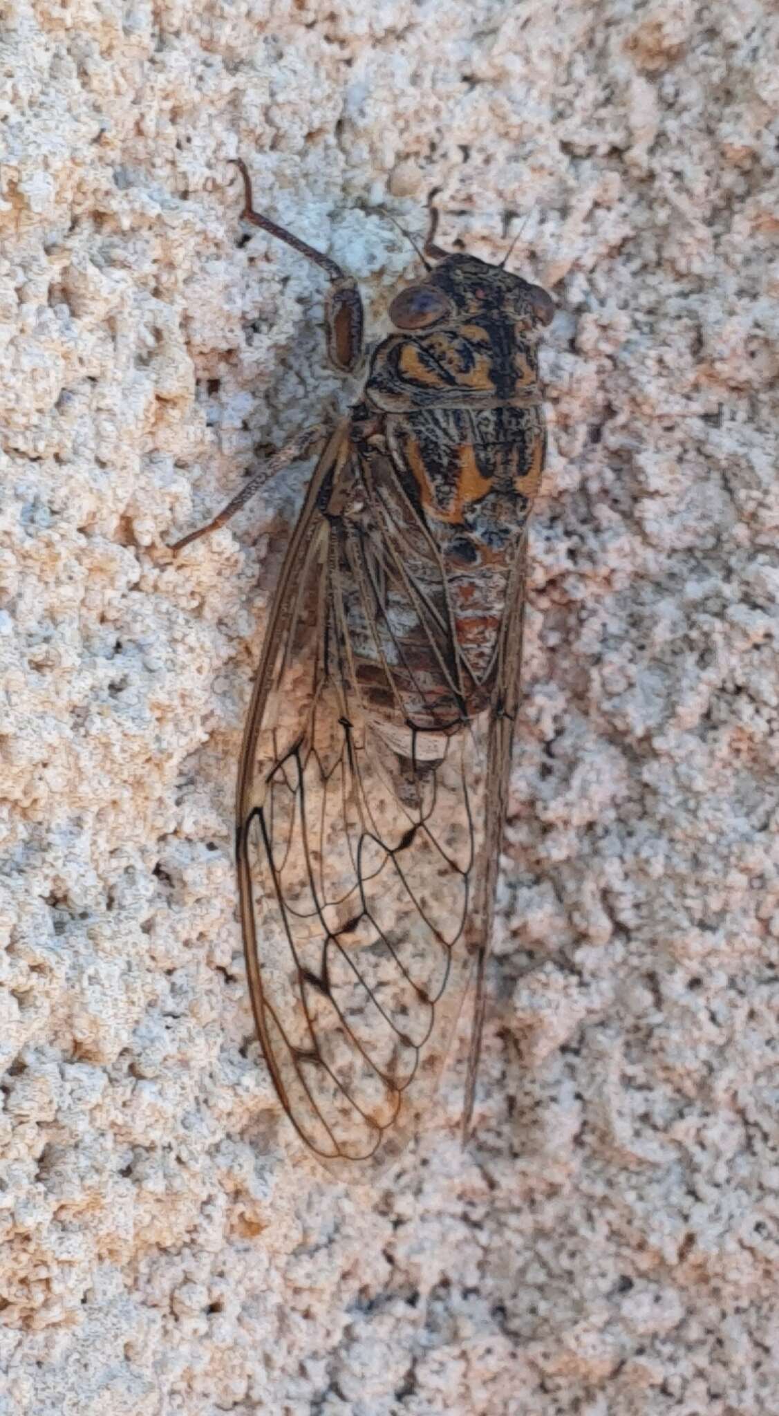 Sivun Cicada barbara barbara (Stal 1866) kuva