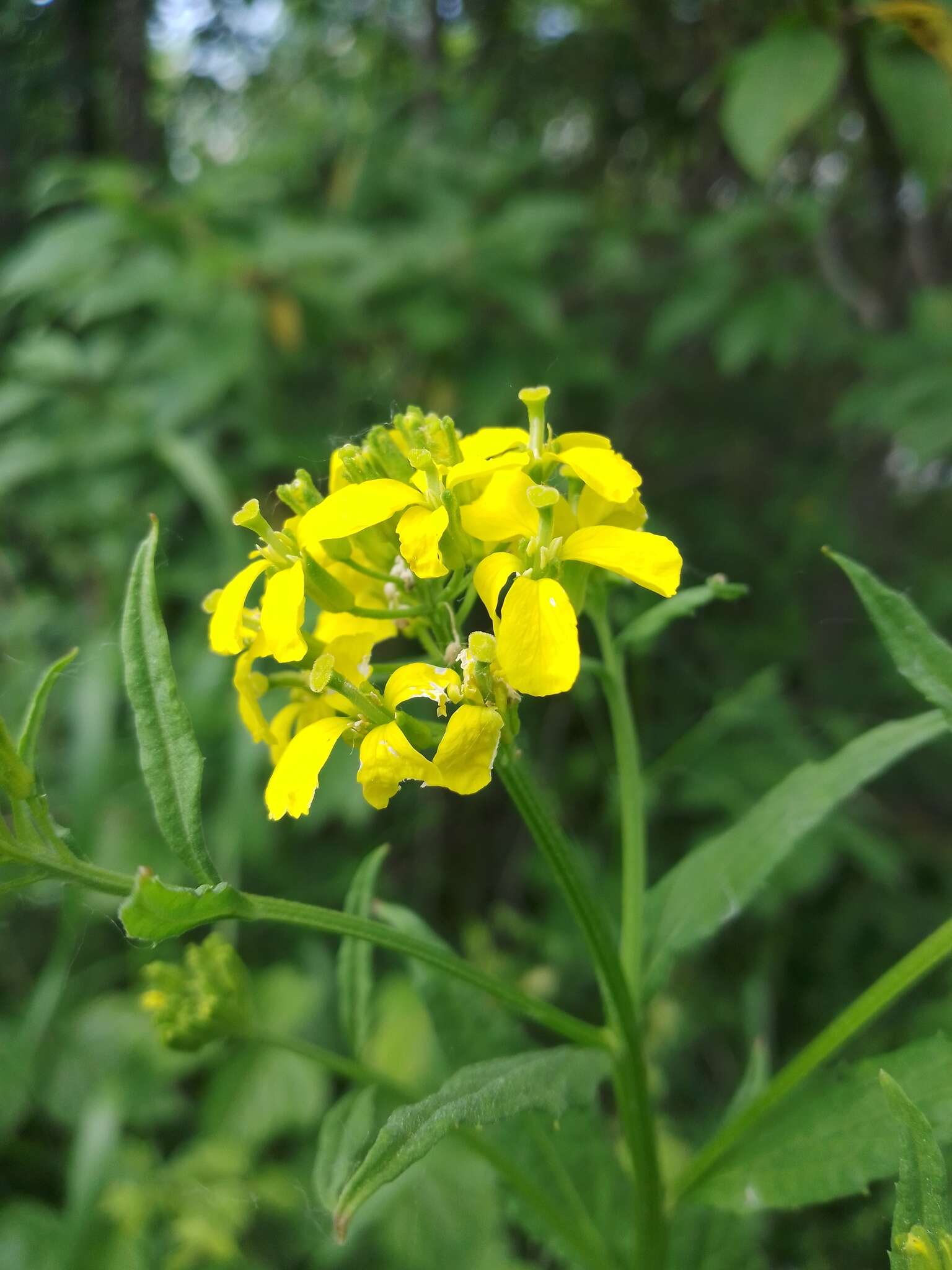 Image of Erysimum aureum M. Bieb.