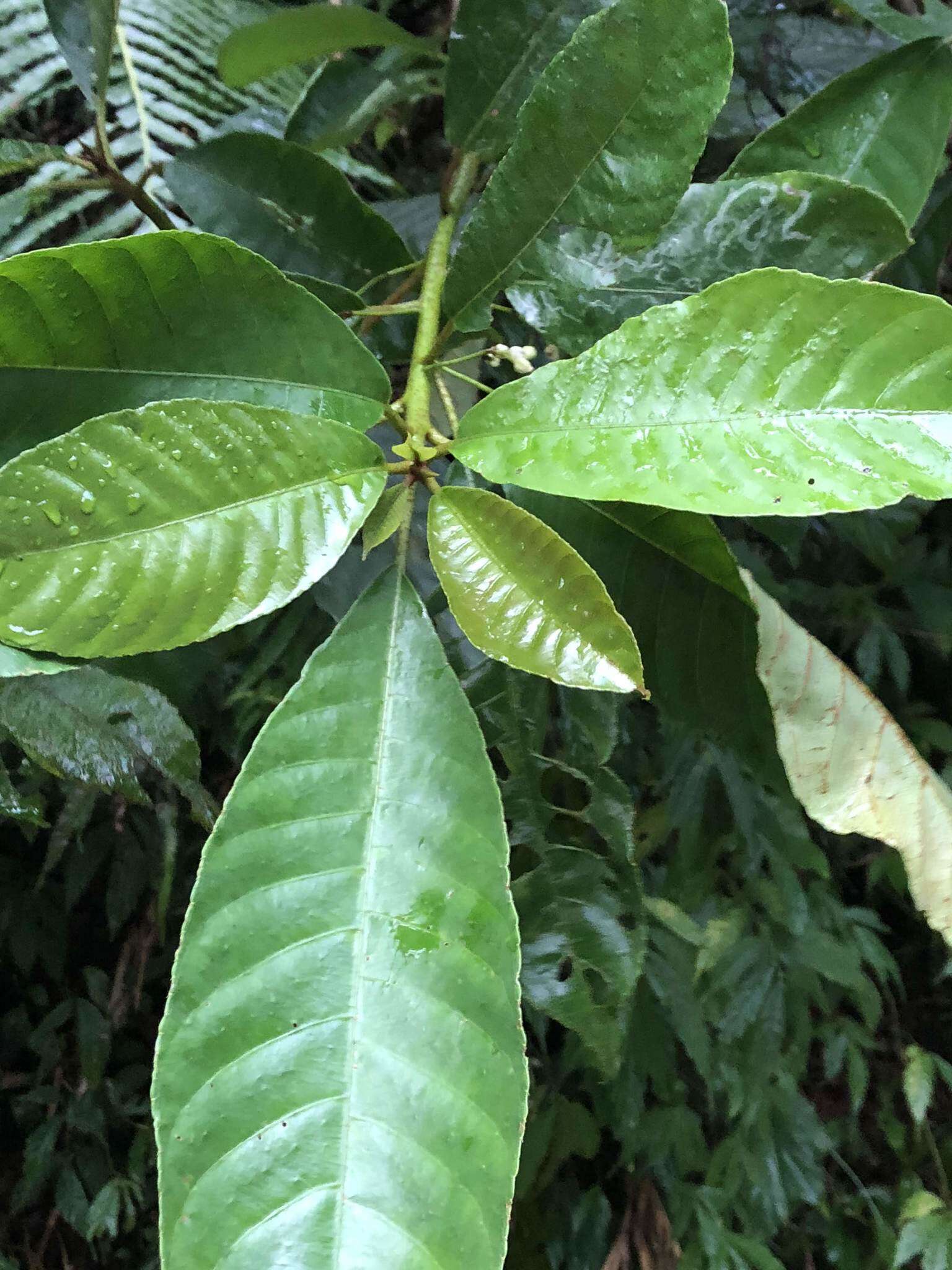 Image de Saurauia tristyla DC.