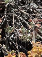 Image of Munz's buckwheat