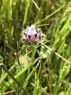 Image of Bearded Clover