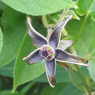 Image of Gonolobus stenanthus (Standl.) R. E. Woodson