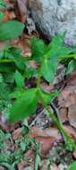 Image of Antirrhinum linkianum Boiss. & Reuter