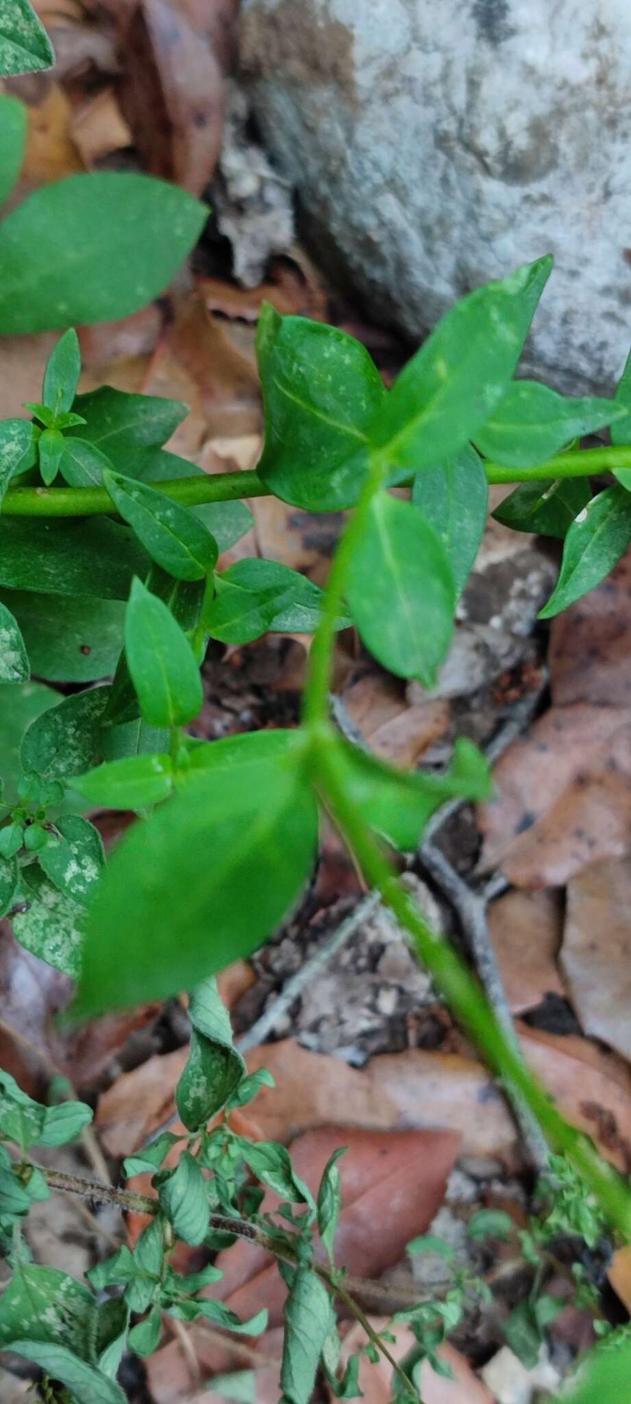 صورة Antirrhinum linkianum Boiss. & Reuter