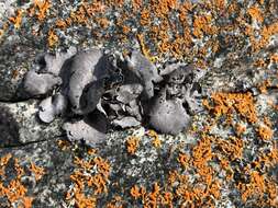 Image of Moulins' silverskin lichen