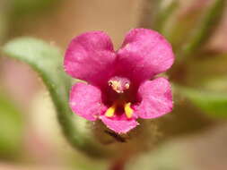 Image of Rattan's monkeyflower