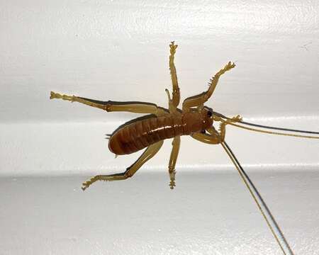 Image of Camptonotus