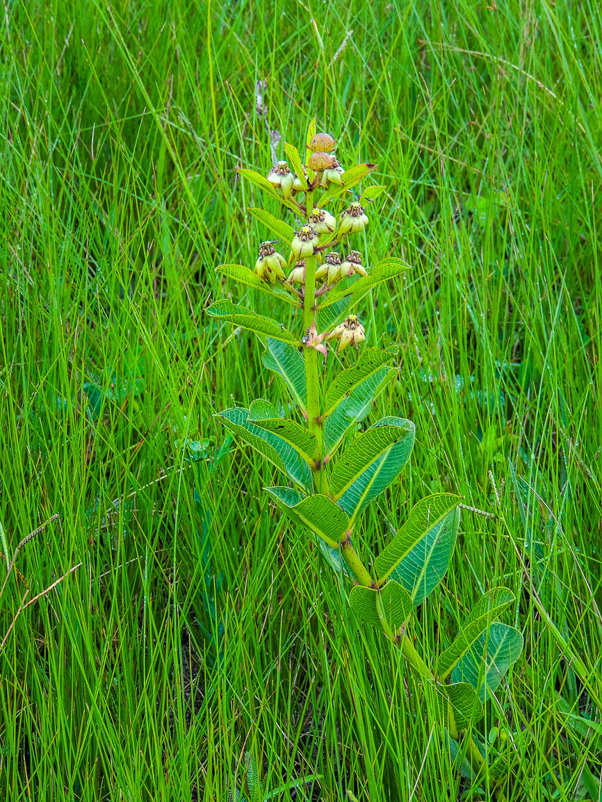 Sivun Pachycarpus asperifolius (Meissn.) Meissn. kuva