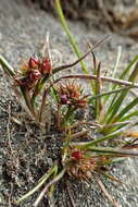 Image of Juncus scheuchzerioides Gaudich.