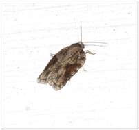 Image of Acleris ptychogrammos Zeller 1875