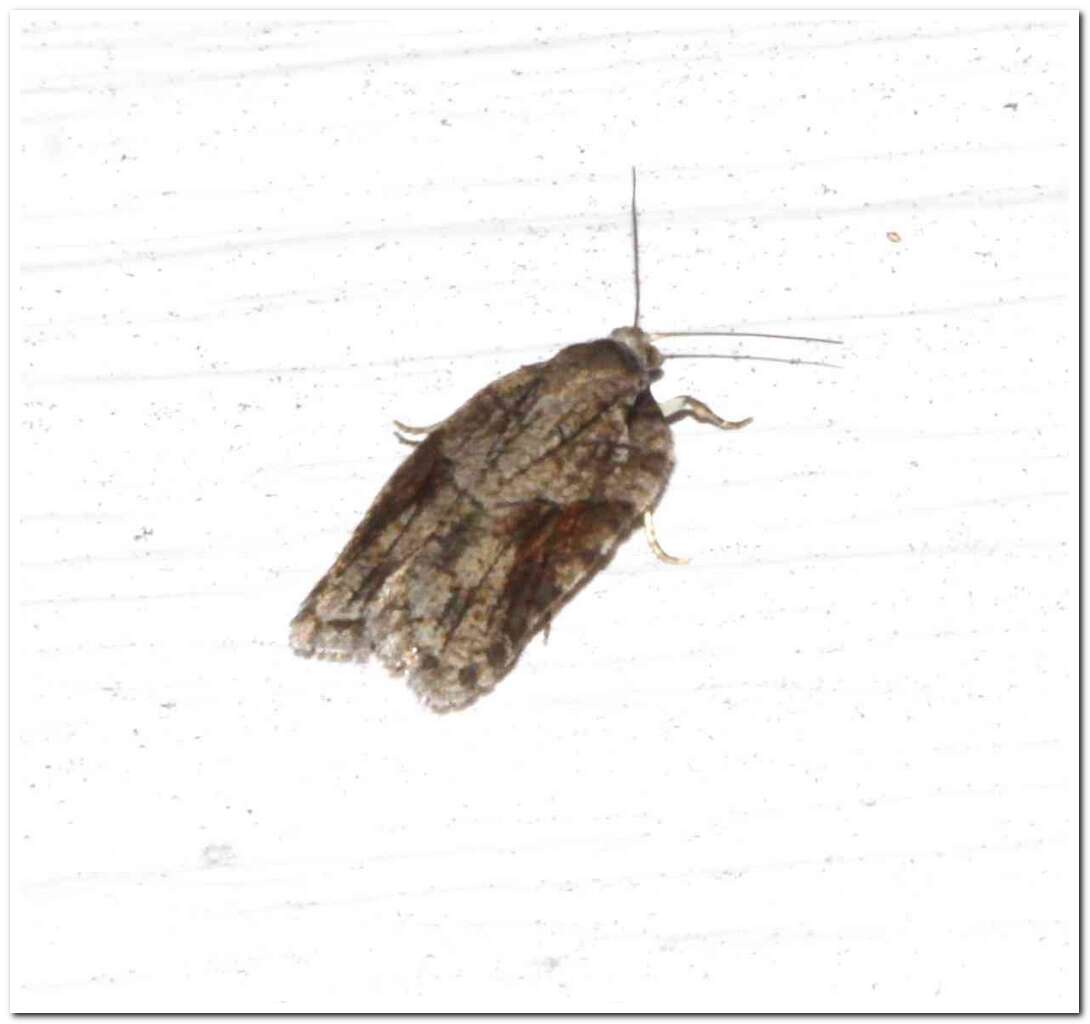 Image of Acleris ptychogrammos Zeller 1875