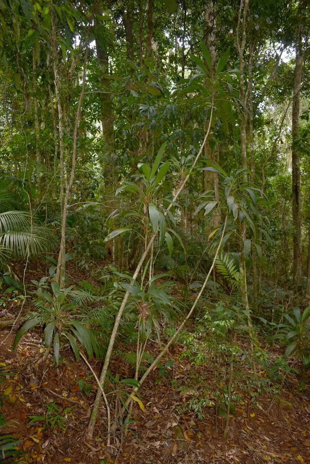 Image of Cordyline cannifolia R. Br.