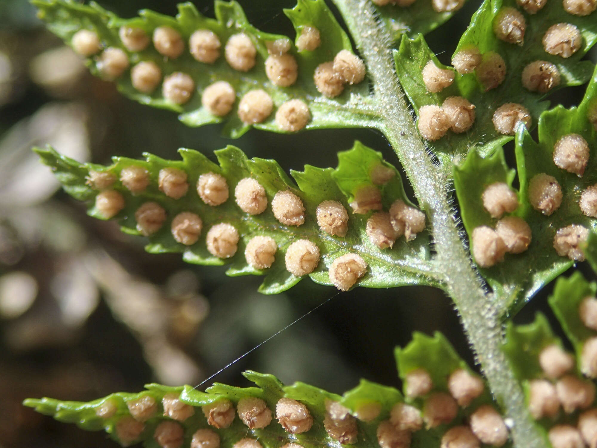 Imagem de Parapolystichum acuminatum (Houlston) Labiak, Sundue & R. C. Moran