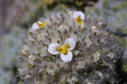 Nassauvia lagascae var. globosa Skottsb. resmi