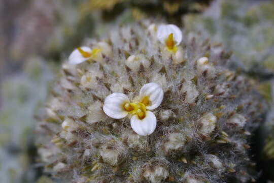 Image of Nassauvia lagascae (D. Don) F. Meigen