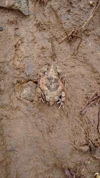 Image of Burrowing frog