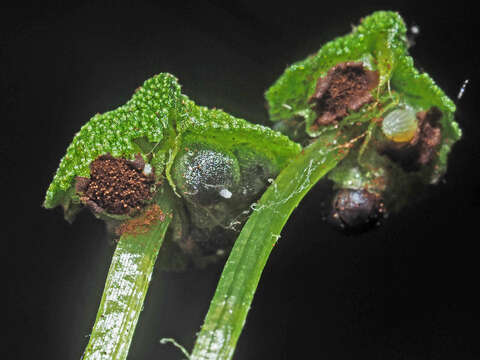 Image of Marchantia quadrata Scop.