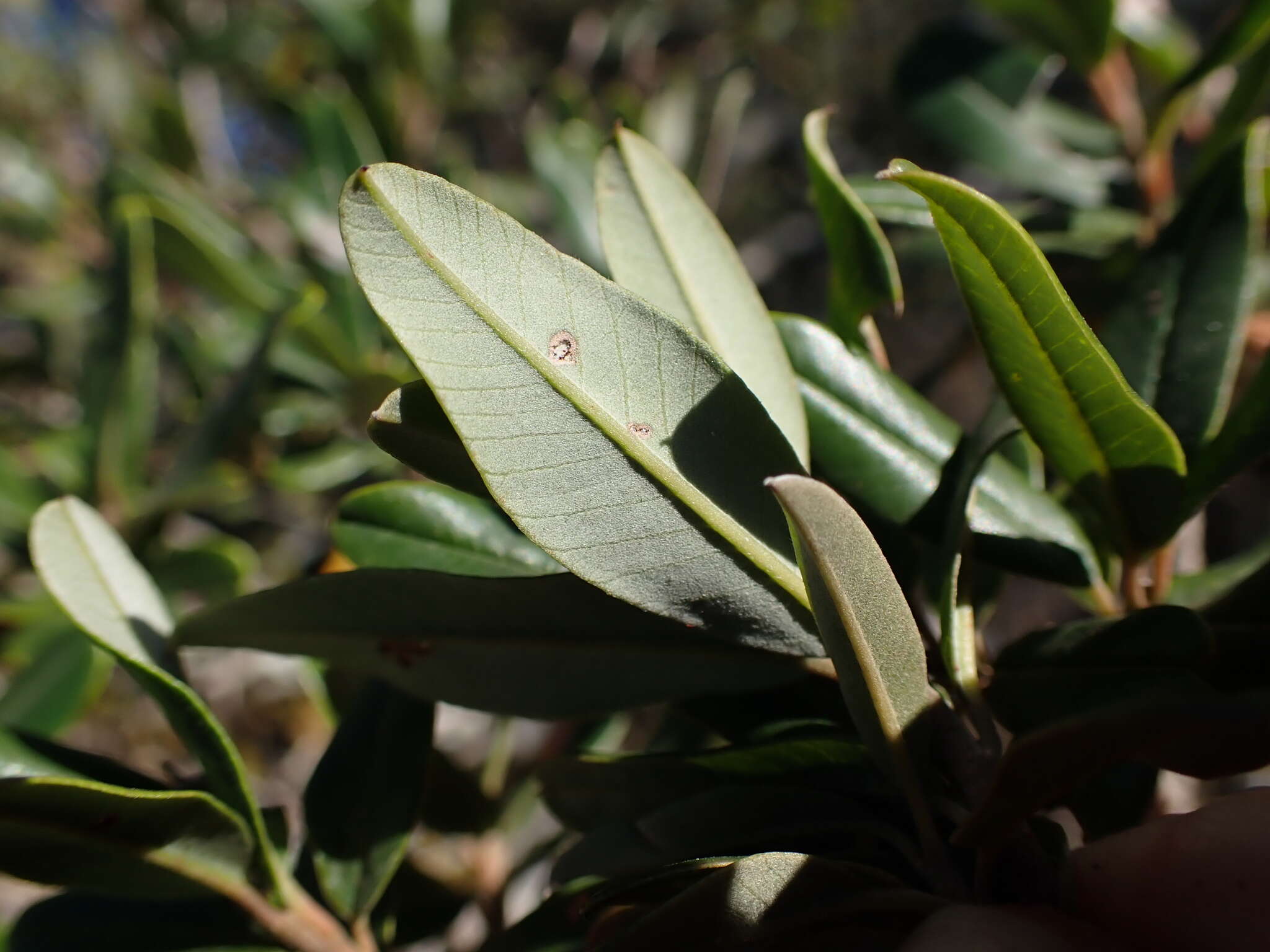 Plancia ëd Ozoroa mucronata (Bernh. ex Krauss) R. & A. Fernandes