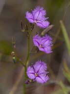 Image of Thysanotus tuberosus subsp. tuberosus