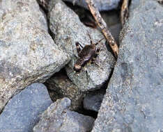 Sivun Dianemobius fascipes (Walker & F. 1869) kuva