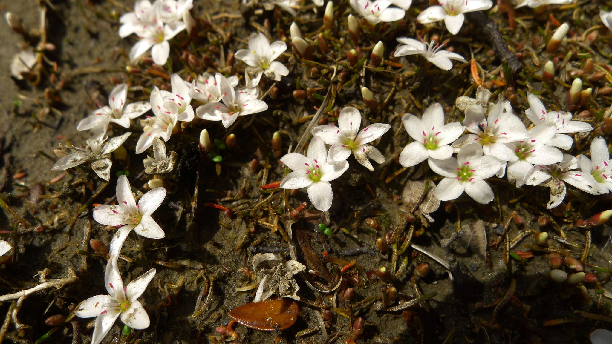 Montia campylostigma (Heenan) Heenan resmi