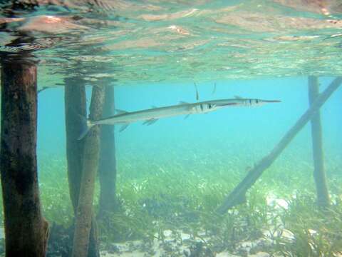 Image of Hound Needlefish