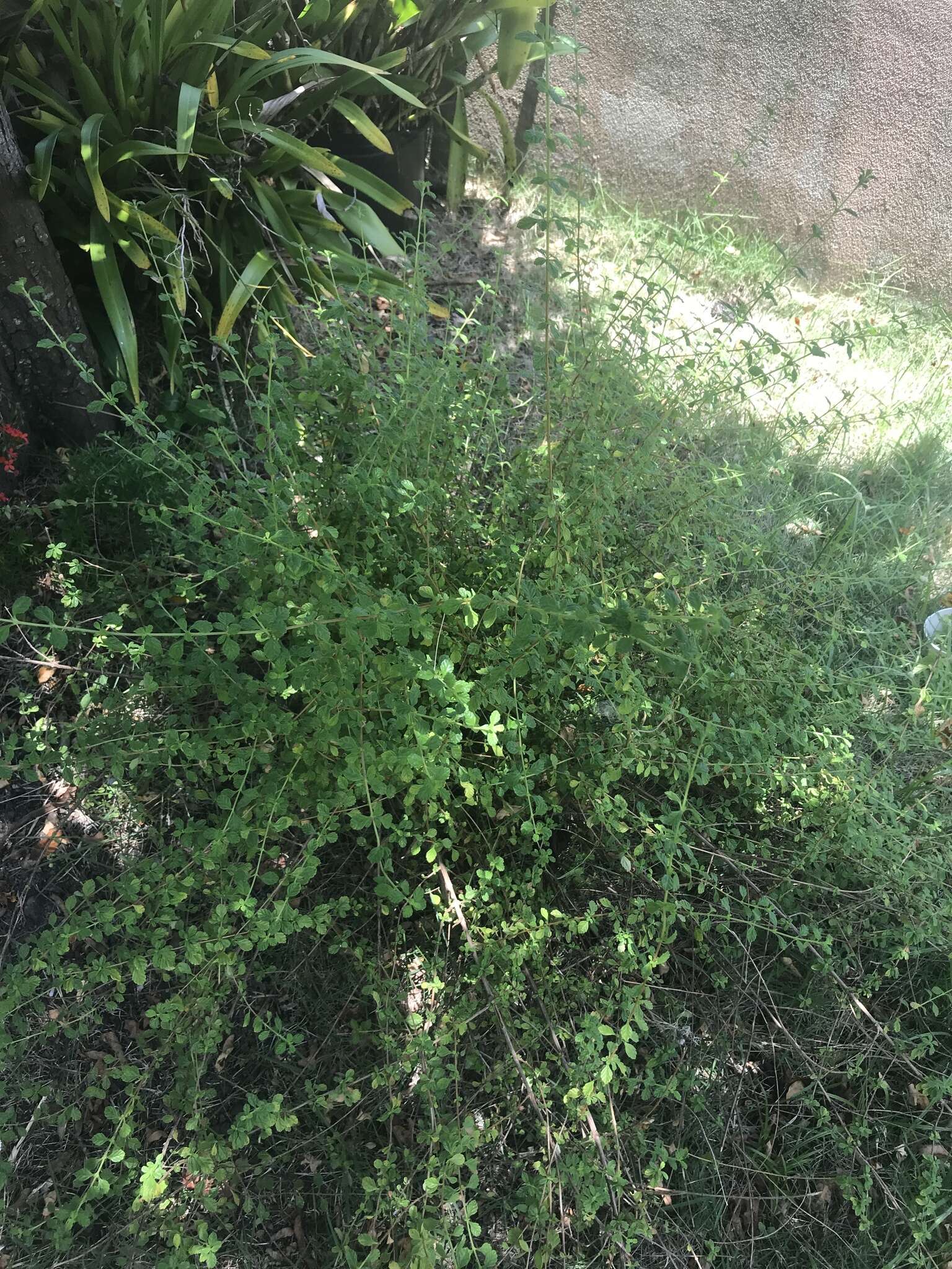 Image of Spanish thyme