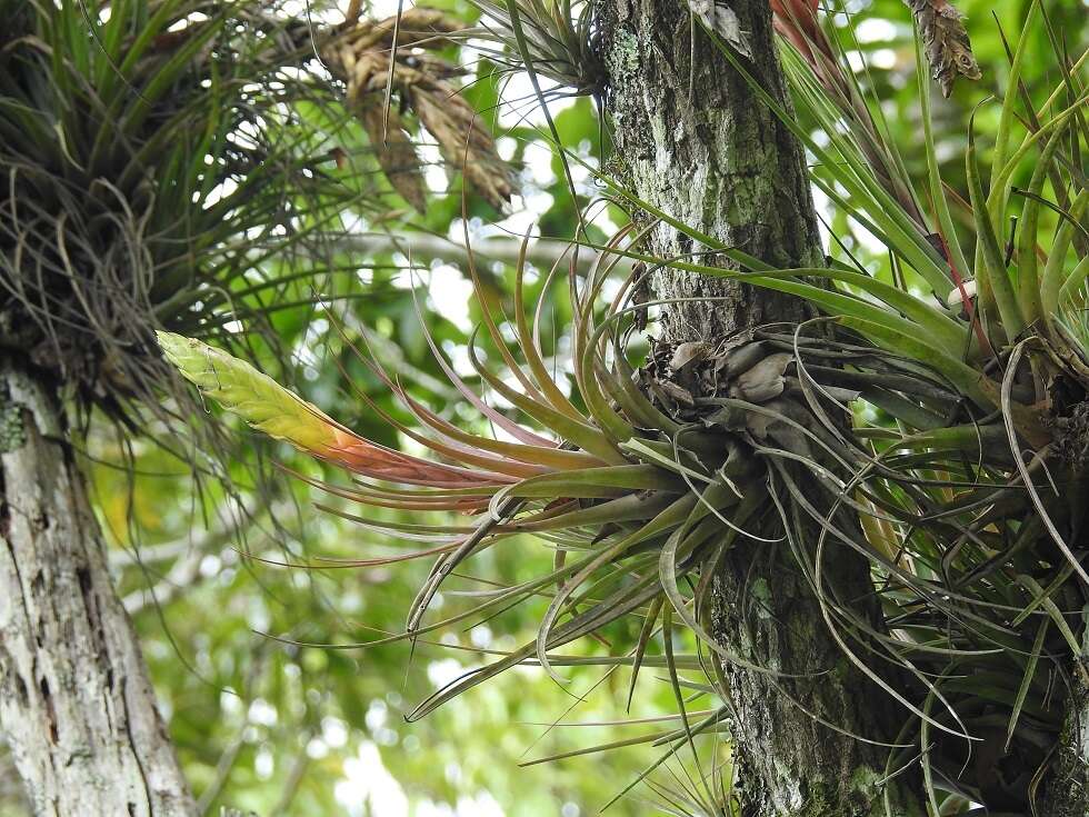 Image of Tillandsia flavobracteata Matuda